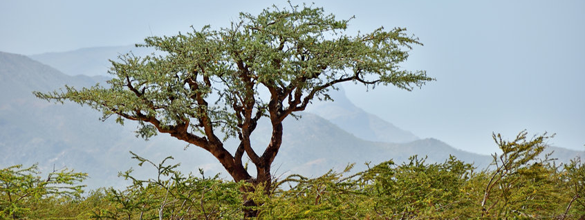 Boswellia onderdrukt COVID-inflammatie