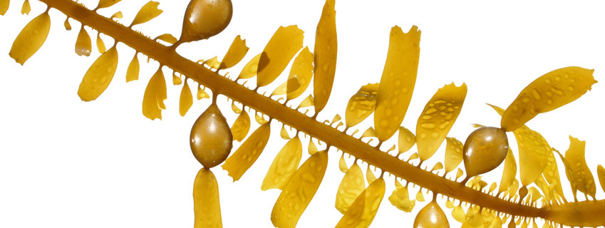 Omega-3 uit alg opneembaar