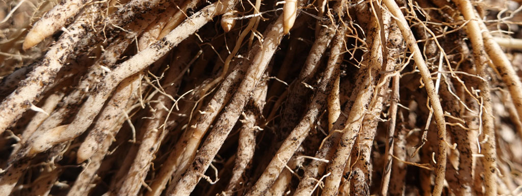 Shatavari tegen overgangsklachten