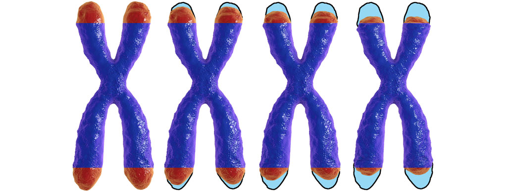 Vitamine C en de telomeren