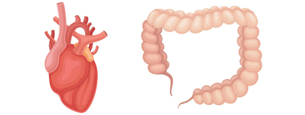 TMAO, beweging en diëten