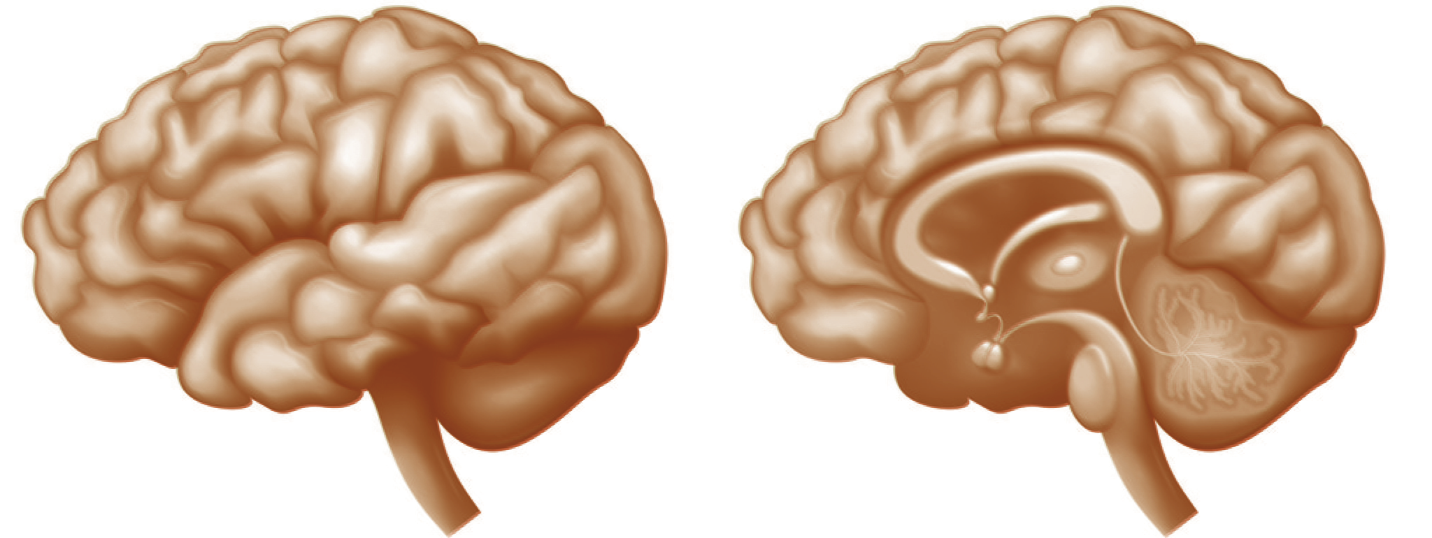 Nieuwe eetlustremmende neuronen ontdekt