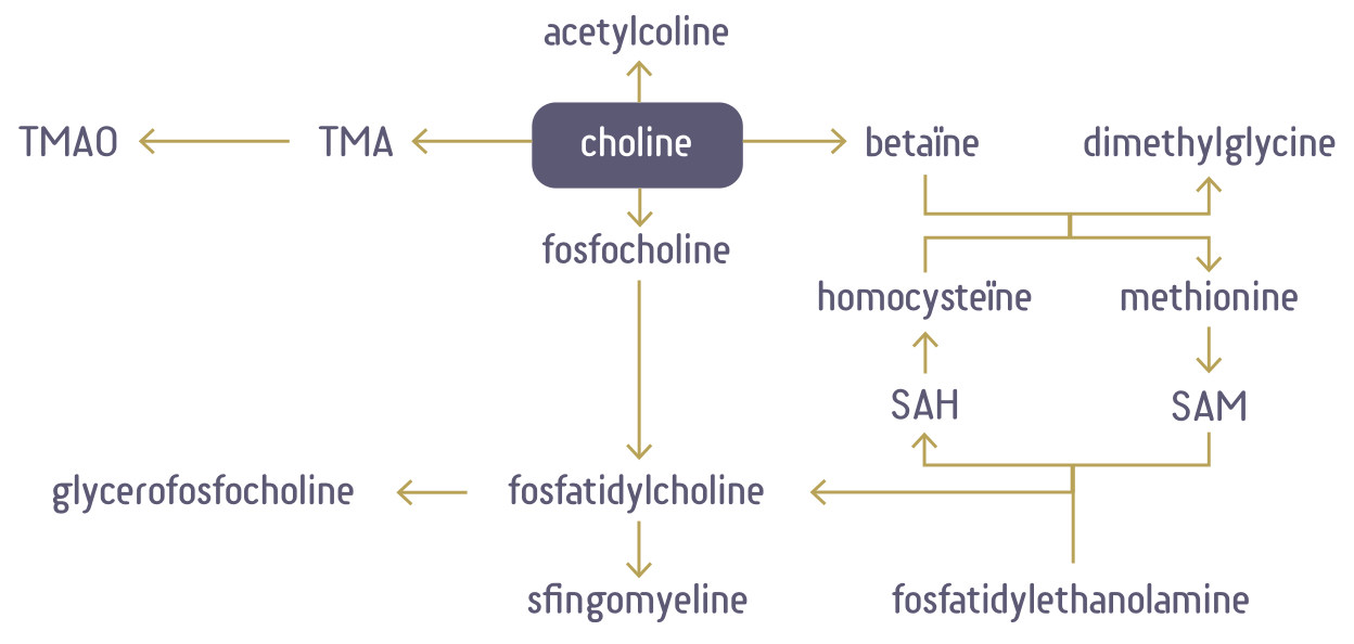 figuur 1Vereenvoudigde weergave van het cholinemetabolisme