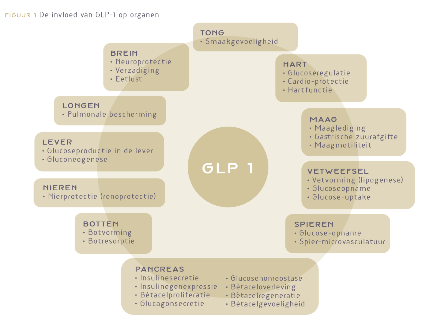 Figuur 1 De invloed van GLP1 op organen