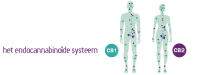Endocannabinoïden spiegelen gezonde voeding