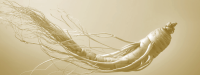 Ginseng