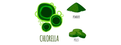 Effecten chlorella afhankelijk van darm
