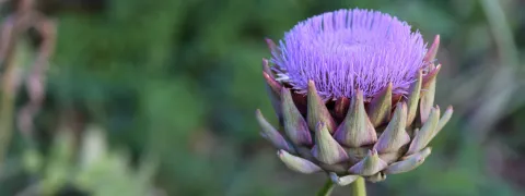 Luteoline en chlorogeenzuur bij overgewicht