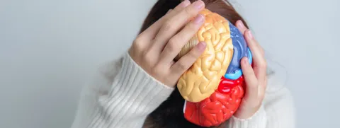 Tryptofaan, probiotica en de hersenen