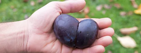 Pruimen tegen botontkalking, ook bij mannen