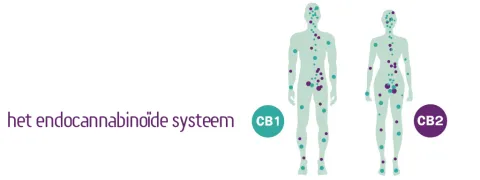 Endocannabinoïden spiegelen gezonde voeding