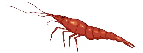 Krillolie en artrose