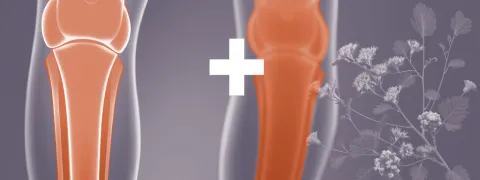 Boswellia en selderijzaad verminderen artrose aan de knie