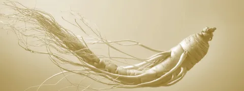 Ginseng