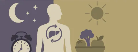 Detox volgt een circadiaan ritme