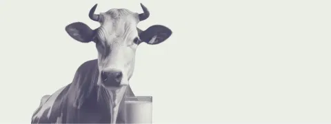 Koemelk, dé voedingsbron van lactose