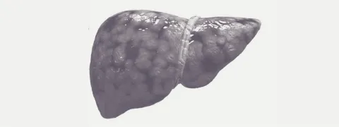 Vette lever