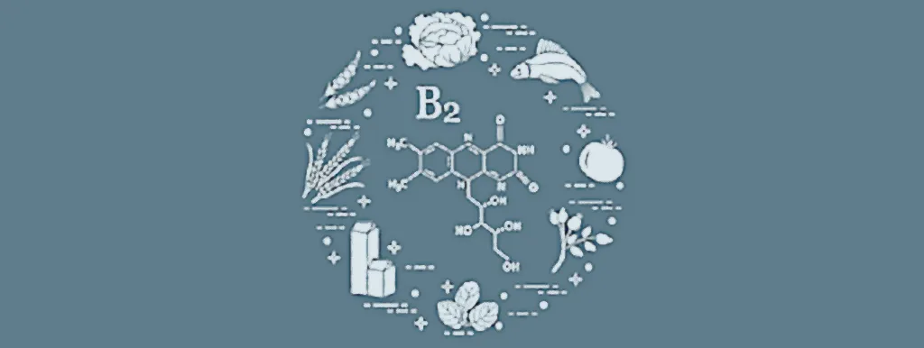 Riboflavine voor de darmflora
