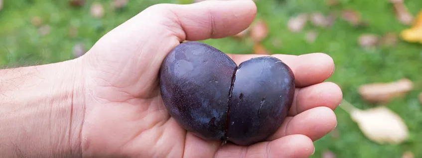 Pruimen tegen botontkalking, ook bij mannen