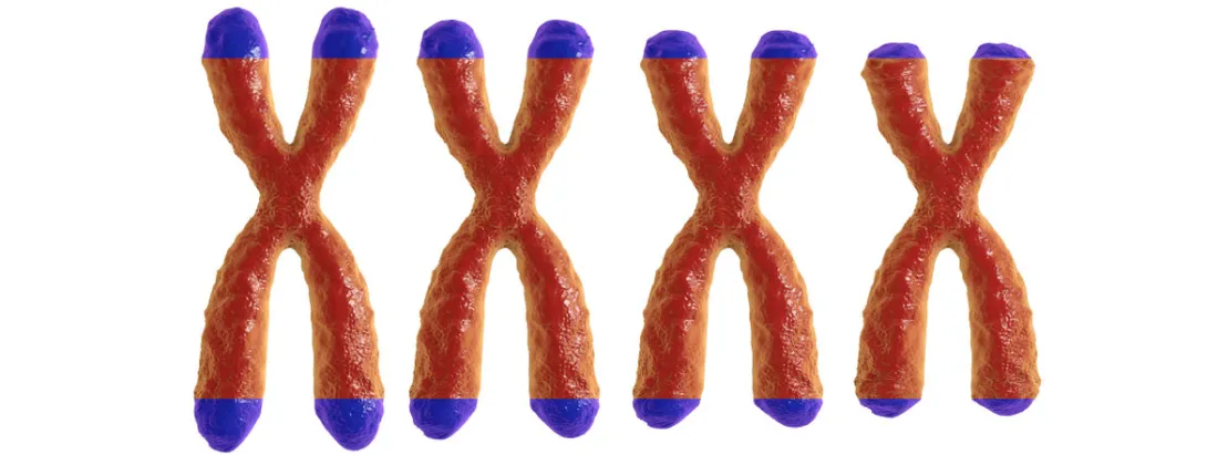 Telomeren vs sterftekans