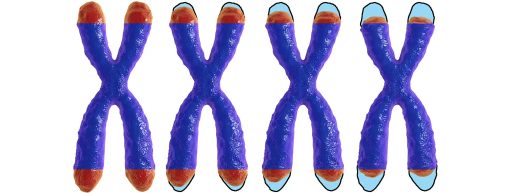 Vitamine C en de telomeren