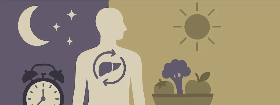 Detox volgt een circadiaan ritme Detox volgt een circadiaan ritme